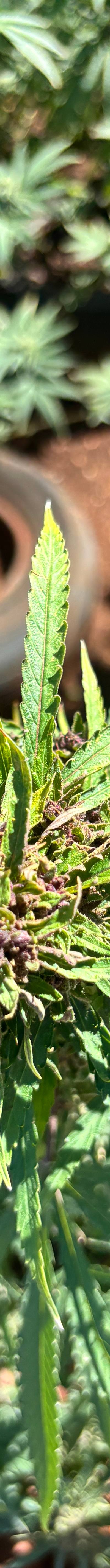 Weed Farm 1