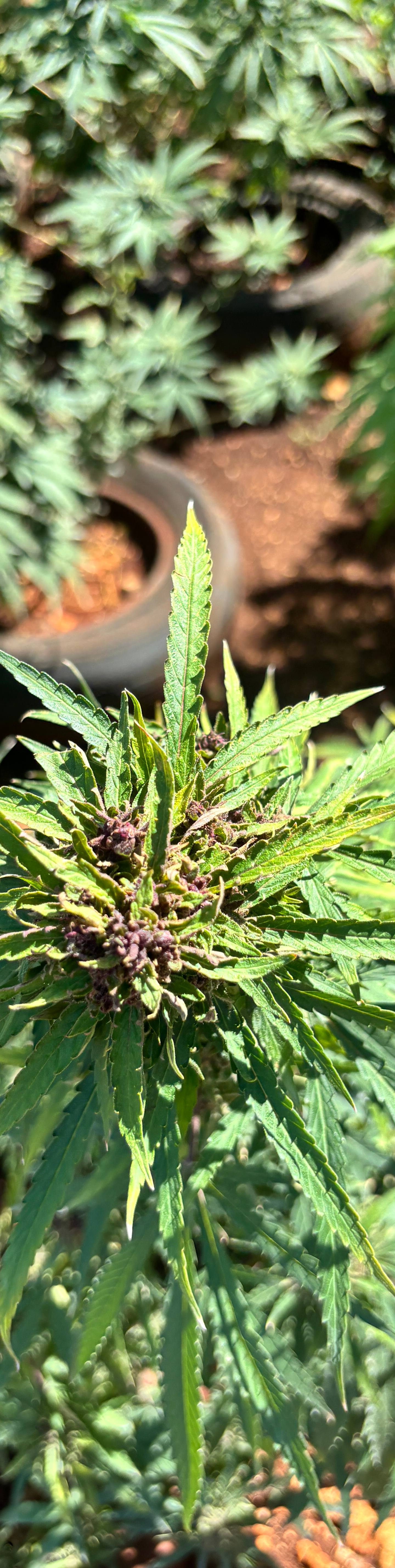 Weed Farm