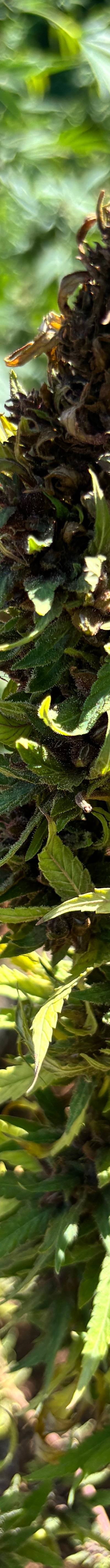 Weed Farm 3