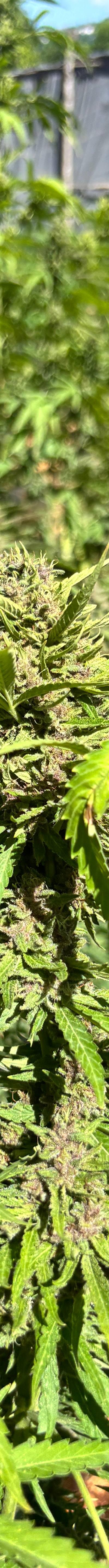 Weed Farm 4