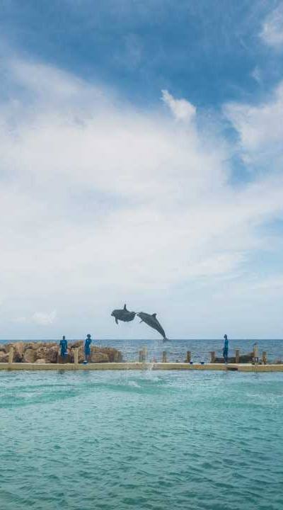 Dolphin Cove Ocho Rios 3