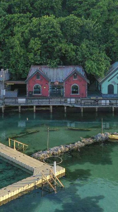 Dolphin Cove Ocho Rios 4